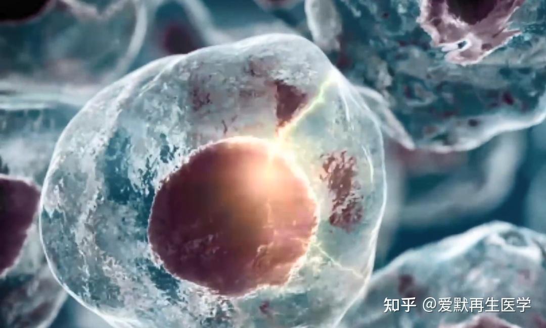 探索生命种子共线年首期“新疆科技讲堂”聚焦干细胞与再生医学前沿(图1)