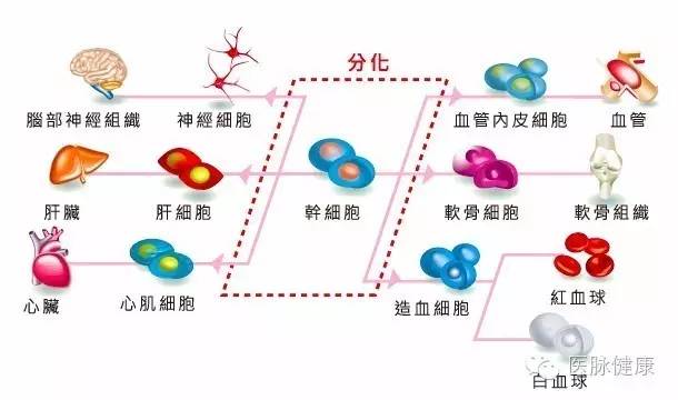 细胞衰老的原因是什么(图1)