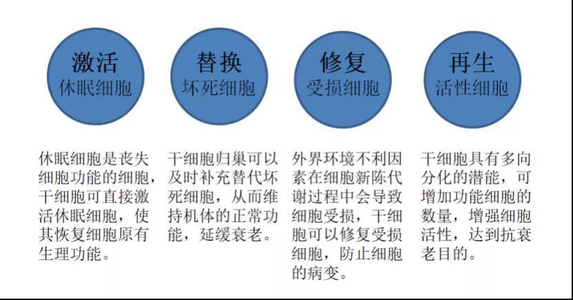 医学上的tbl细胞抗衰是什么原理(图1)