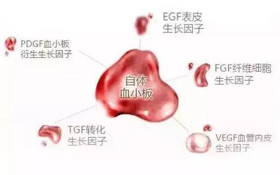 霍德生物完成近2亿元C轮融资首关专注于开发iPSC衍生通用型细胞治疗产品(图1)