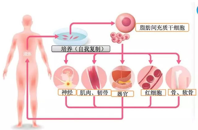 多能干细胞(图1)