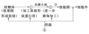 8种细胞器都是怎么增殖的？(图1)