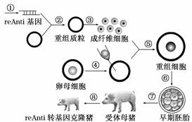 人造细胞内核苷酸从头合成代谢通路构建(图1)
